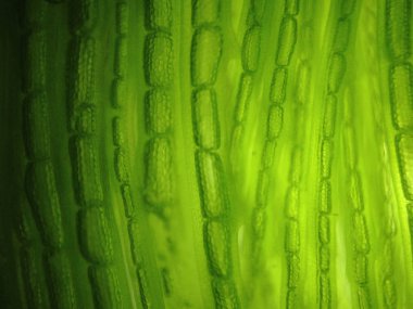 Yakınlaştırma mikroorganizma yosun hücre