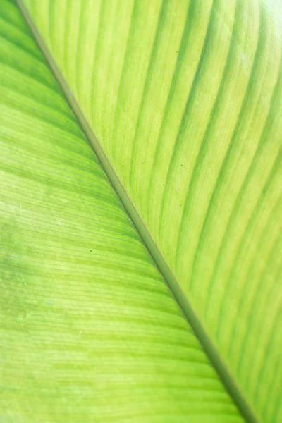 Extremo perto de folha verde fresca — Fotografia de Stock