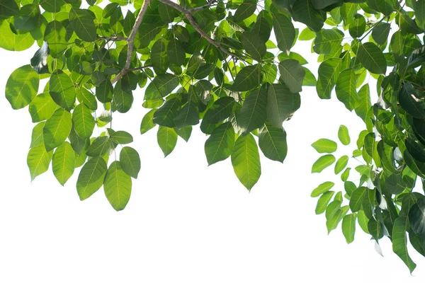 yeşil yapraklar beyaz üzerinde izole