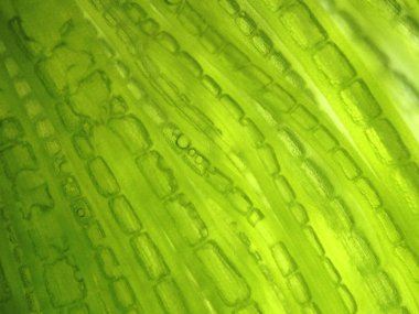 Yakınlaştırma mikroorganizma yosun hücre