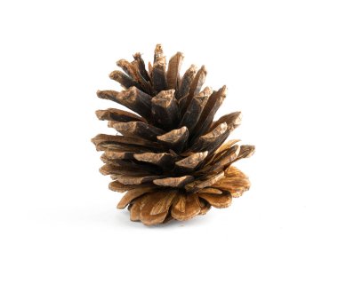 izole çeşitli iğne yapraklı ağaçlar konisi