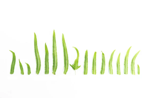 Zelené listy kapradí, izolované na bílém — Stock fotografie