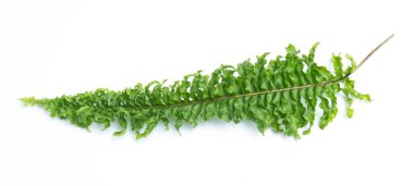 yeşil yaprakları eğreltiotu üzerinde beyaz izole