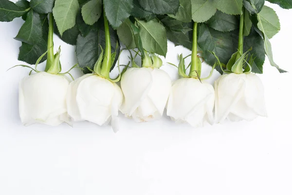 Rose bianche su un bianco — Foto Stock