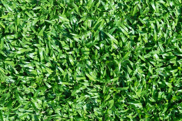 Background of a green grass texture — Stock Photo, Image