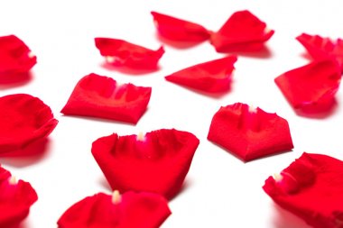 pétalos de rosas rojas sobre fondo blanco