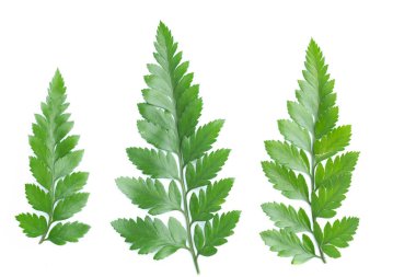 yeşil yaprakları eğreltiotu üzerinde beyaz izole