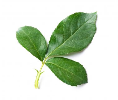 Beyaz izole gül yaprak yeşil