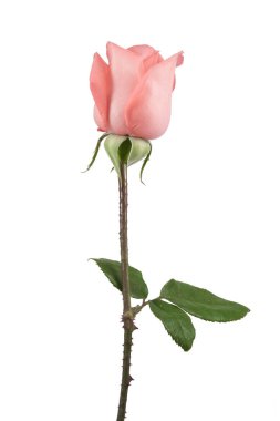 üstünde pembe Gül 