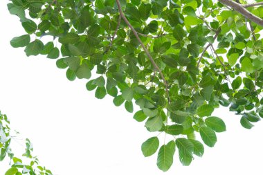 yeşil yapraklar beyaz üzerinde izole