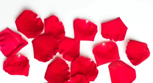 Пелюстки червоної троянди на білому — стокове фото