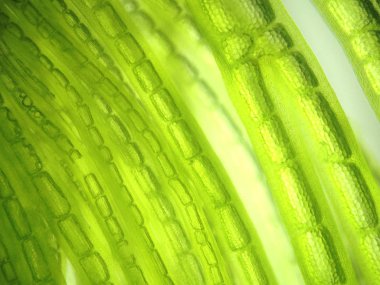 Yakınlaştırma mikroorganizma yosun hücre