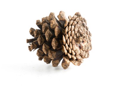 izole çeşitli iğne yapraklı ağaçlar konisi