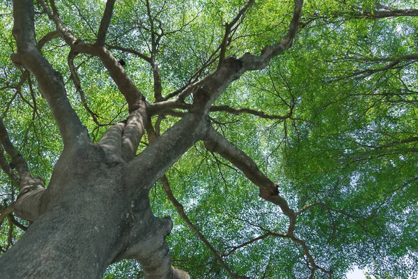 Skogens träd natur grön trä — Stockfoto