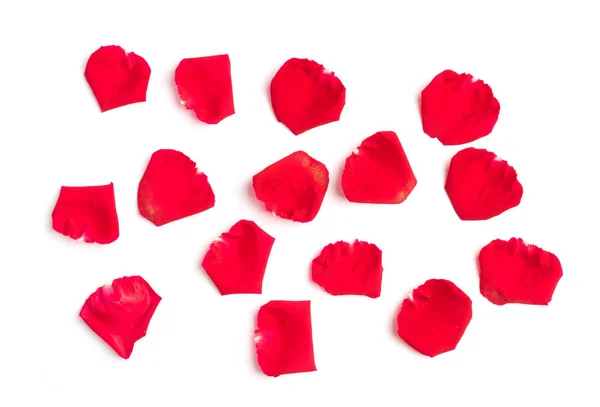 Red rose petals on white — Stock Photo, Image