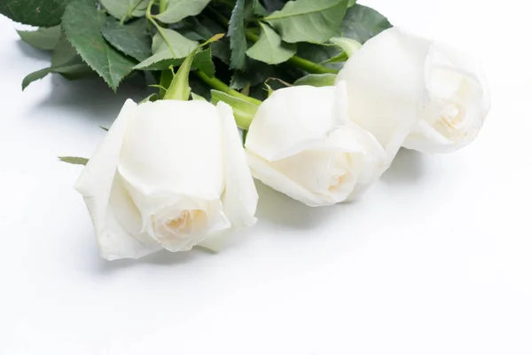 White roses on a white Royalty Free Stock Photos