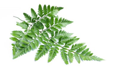 yeşil yaprakları eğreltiotu üzerinde beyaz izole