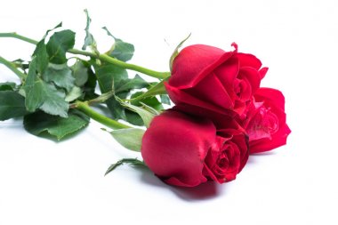 Beyaz arkaplanda kırmızı güller