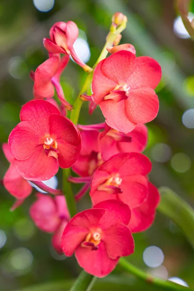 Orquídeas rojas del verde nacional — Foto de Stock