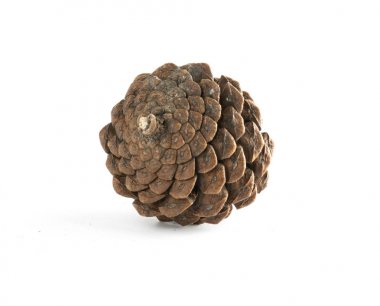 izole çeşitli iğne yapraklı ağaçlar konisi