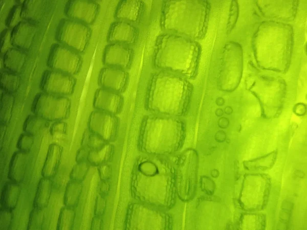 Zoom microorganism algae cell — Stock Photo, Image