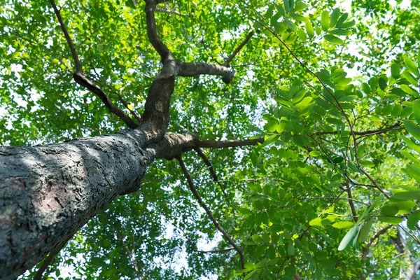 Wald Bäume Natur grünes Holz — Stockfoto