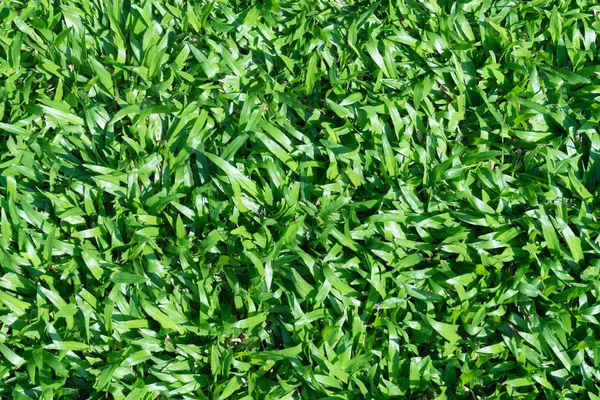 Background of a green grass texture — Stock Photo, Image