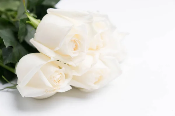 White roses on a white Stock Photo
