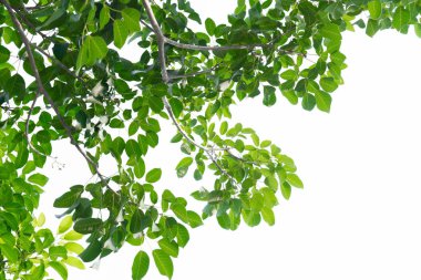 yeşil yapraklar beyaz üzerinde izole