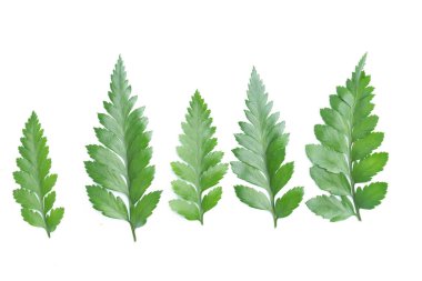 yeşil yaprakları eğreltiotu üzerinde beyaz izole