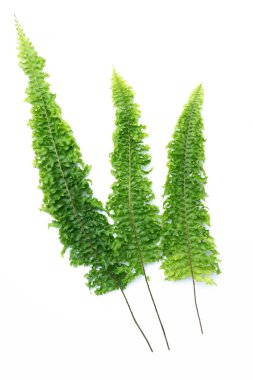 yeşil yaprakları eğreltiotu üzerinde beyaz izole