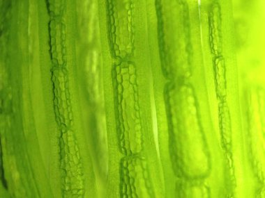 Yakınlaştırma mikroorganizma yosun hücre