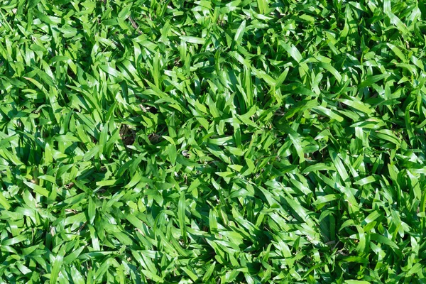 Bakgrund av en grönt gräs konsistens — Stockfoto