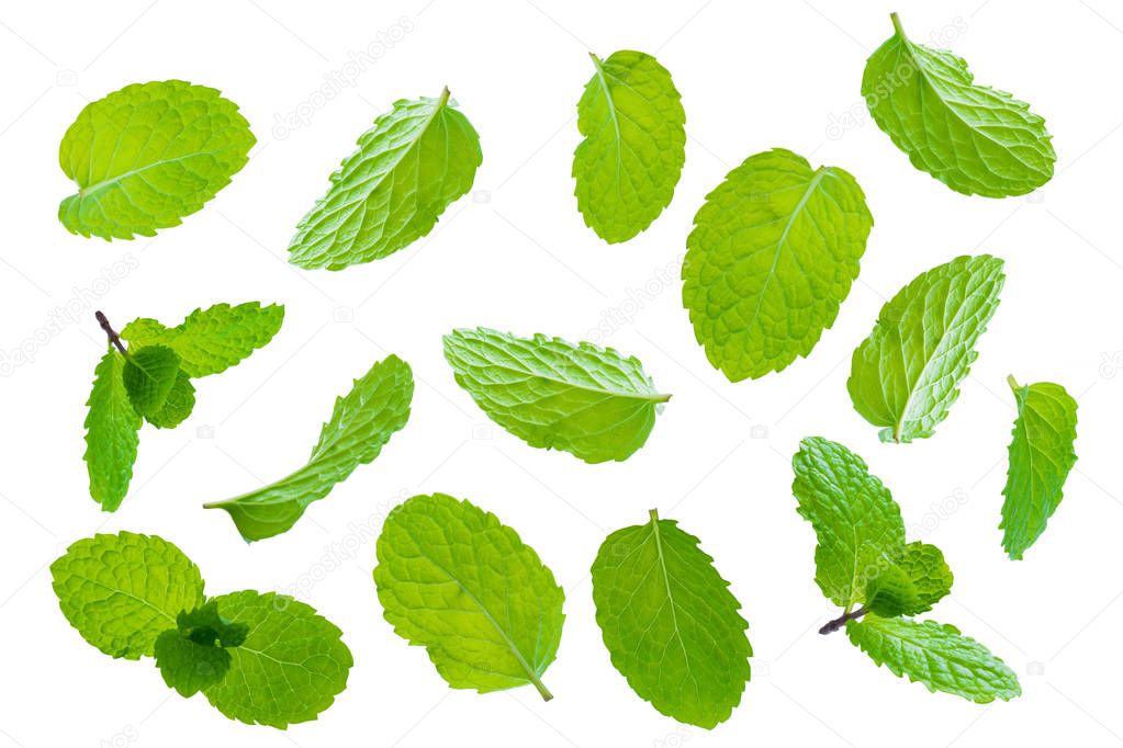 Fly fresh raw mint leaves isolated on white