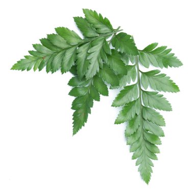 yeşil yaprakları eğreltiotu üzerinde beyaz izole