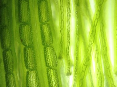 Yakınlaştırma mikroorganizma yosun hücre