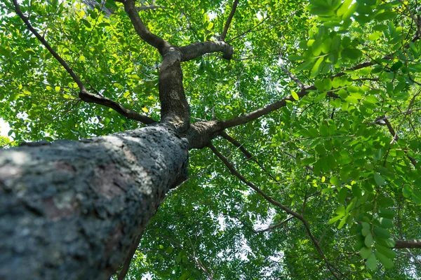 Lesní stromy přírody zelené dřevo — Stock fotografie