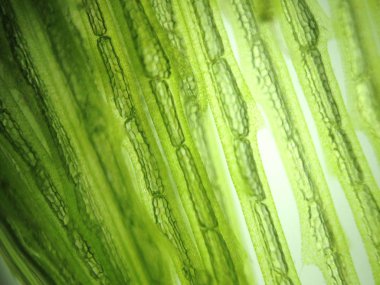 Yakınlaştırma mikroorganizma yosun hücre