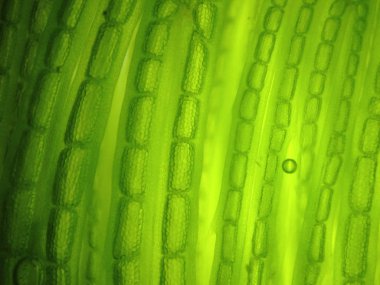 Yakınlaştırma mikroorganizma yosun hücre