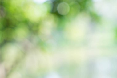 bokeh soyut yeşil doğa arka plan