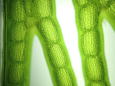 Yakınlaştırma mikroorganizma yosun hücre