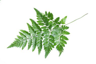 yeşil yaprakları eğreltiotu üzerinde beyaz izole