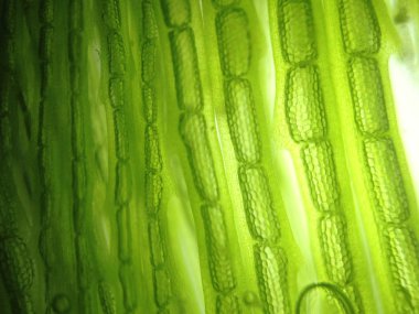 Yakınlaştırma mikroorganizma yosun hücre