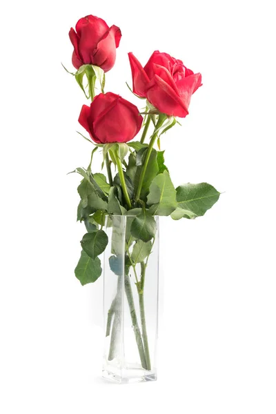 Red roses on white background — Stock Photo, Image