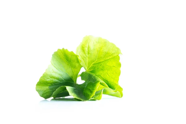 Blatt des gotu kola asiatisches Wennykraut auf weißem Grund — Stockfoto