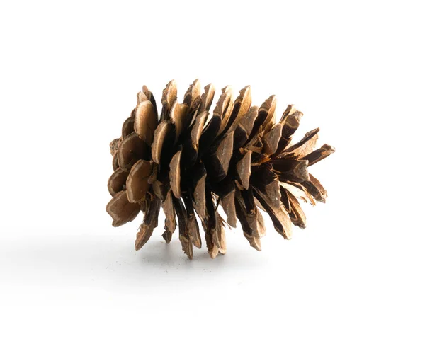 Cones várias árvores coníferas isoladas — Fotografia de Stock