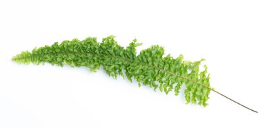 yeşil yaprakları eğreltiotu üzerinde beyaz izole