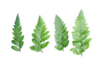 yeşil yaprakları eğreltiotu üzerinde beyaz izole