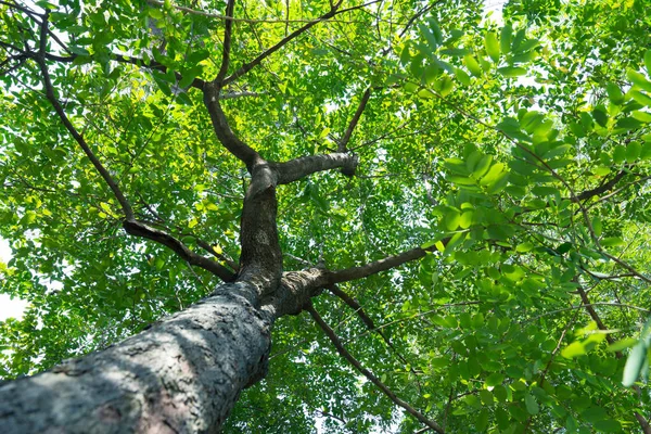 Lesní stromy přírody zelené dřevo — Stock fotografie