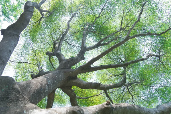 Wald Bäume Natur grünes Holz — Stockfoto